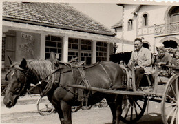 Photo Attelage Cheval Avec Famille Format 6/9 - Orte