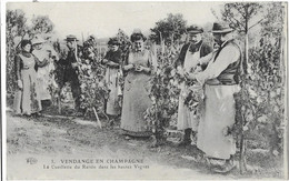 Vendange En CHAMPAGNE: La Cueillette Du Raisin Dans Les Hautes Vignes - 3 ELD - Champagne-Ardenne