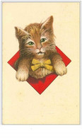 CHATS.n°359.PORTRAIT DE FACE D&acute;UN CHATON.FOND ROUGE - Katten