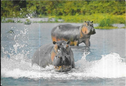 Faune Africaine - Hipopótamos