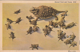 ***  Illustrateur  ***  Tortues  Horned Toad And Young  Unused TTB - Schildpadden