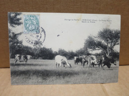 DORCEAU (61) La Ferme Neuve Boeufs En Prairie - Other & Unclassified