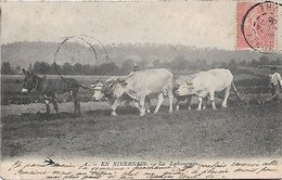 En Nivernais - Le Labourage - Attelage De Boeufs - Attelages