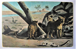 ANIMAUX - Lions Et Tigres - 1908 - Leoni