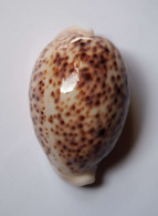 Cypraea Pantherina - Coquillages