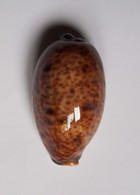 Cypraea Lynx - Coquillages