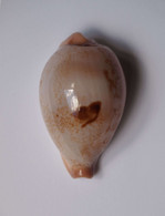 Cypraea Hirasei - Coquillages