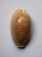 Cypraea Erosa - Coquillages