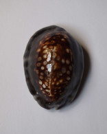 Cypraea Depressa - Coquillages