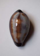 Cypraea Onyx - Coquillages