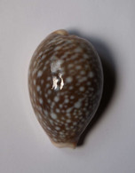 Cypraea Vitellus - Coquillages