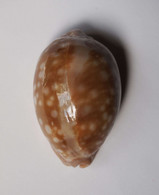 Cypraea Nivosa - Coquillages