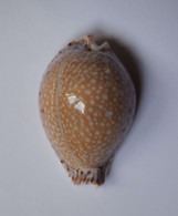 Cypraea Lamarcki - Coquillages