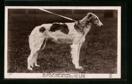AK Russischer Windhund An Einer Leine - Dogs
