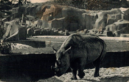 N°31061 Z -cpa Le Rhinocéros D'Afrique - Rinoceronte