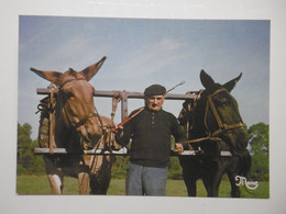 Agriculture - Attelage De MULETS En Belle AQUITAINE Et Le DERNIER MULETIER - Editions Photo DELHORBE, BISCARROSSE LANDES - Attelages