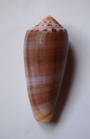 Conus Circumcisus - Coquillages