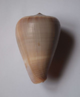 Conus Loroisii - Coquillages