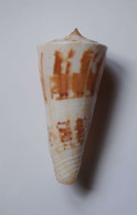 Conus Tribblei - Coquillages