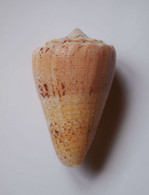 Conus Regius Citrinus - Coquillages