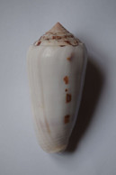 Conus Gubernator Terminus - Coquillages