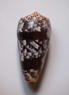 Conus Striatus Roseoccidentalis - Coquillages