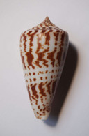 Conus Inscriptus - Coquillages