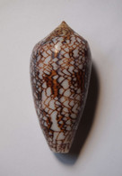 Conus Textile Pyramidalis - Coquillages