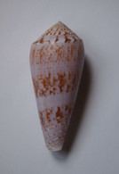 Conus Kinoshitai - Coquillages