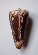 Conus Maldivus - Coquillages