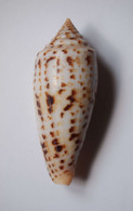 Conus Phuketensis - Coquillages