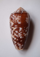 Conus Floccatus - Coquillages