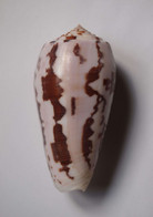 Conus Striatus (forme Thailandaise) - Coquillages