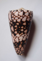 Conus Bandanus - Coquillages