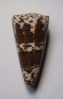 Conus Imperialis - Coquillages