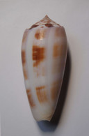 Conus Subfloridus - Coquillages