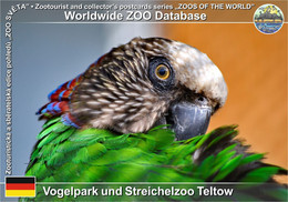 1050 Vogelpark Und Streichelzoo Teltow, DE - Red-fan Parrot (Deroptyus Accipitrinus) - Teltow