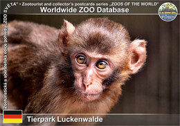 1053 Tierpark Luckenwalde, DE - Japanese Macaque (Macaca Fuscata) - Luckenwalde