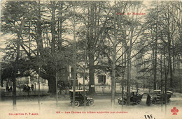 Meudon * Le Bois * Les Cèdres Du Liban Apportés Par Jussieu * Automobile Voiture Ancienne * Arbre - Meudon