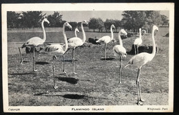 (5670) Bedfordshire - Whipsnade - Dunstable - Flamingo Island - Bedford