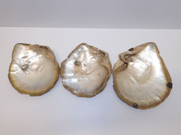 *3 COQUILLAGES ANCIENS SEA SHELL HUITRES PERLIERES JUS De Grenier Avec USURES  E - Coquillages