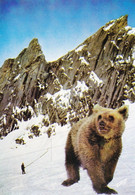 L'Ours Des Pyrénées - Orsi