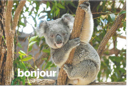 Carte Postale : Koala. (Voir Commentaires) - Other