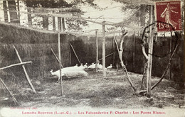 Lamotte Beuvron - Les Faisanderies P. CHARLOT - Les Paons Blancs - élevage éleveur Agriculture - Lamotte Beuvron