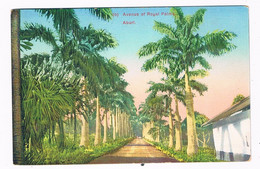 AFR-1526  ABURI : Avenue Of Royal Palms - Ghana - Gold Coast