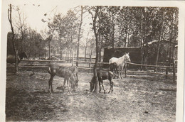 Photo Juin 1917 NUSZCZE (Nyshche, Shtetl, Zboriv, Ternopil Oblast, Galizien) - Poulains, Chevaux (A241, Ww1, Wk 1) - Ukraine