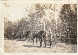 Photo Juin 1917 NUSZCZE (Nyshche, Shtetl, Zboriv, Ternopil Oblast, Galizien) - Appel Des Chevaux (A241, Ww1, Wk 1) - Ukraine