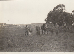 Photo Juillet 1917 ROZHADIV (Rozgadov, Rozhadow, Ternopil Oblast, Galizien) - Soldats Avec 2 Poulains (A241, Ww1, Wk 1) - Ukraine