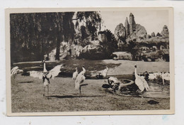 2000 HAMBURG - STELLINGEN, Hagenbecks Tierpark / Zoo, Sarus - Kraniche Am Vogelteich - Stellingen