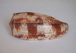 Conus Geographus - Coquillages